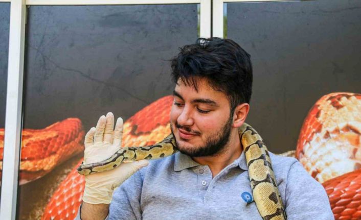 Mahalleye korku salan kral pitonunu boynuna dolayıp seviyor