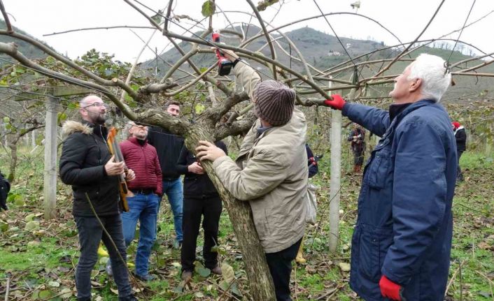 Ordu’da vatandaşlara ‘kivi budama’ eğitimi