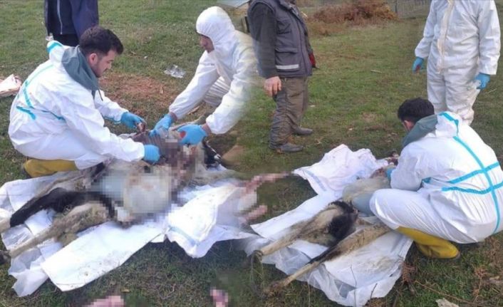 Sinop’ta küçükbaş hayvan ölümlerinin nedeni belli oldu