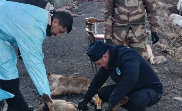 Üs bölgelerindeki can dostlar sağlık taramasından geçirildi