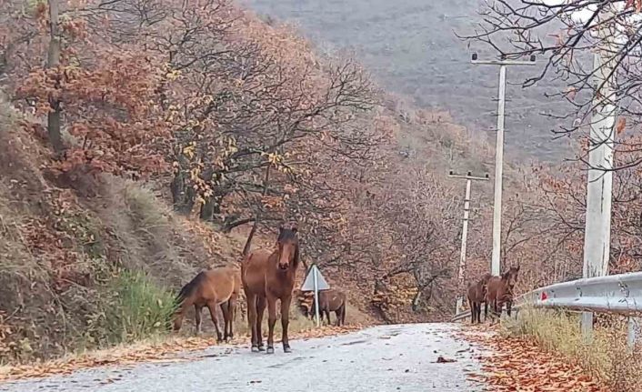 Zeytinde ‘yok yılı’ yük hayvanlarına yaradı