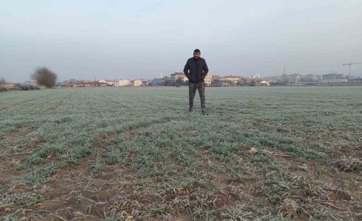 Edirne’de tarım arazileri buz tuttu