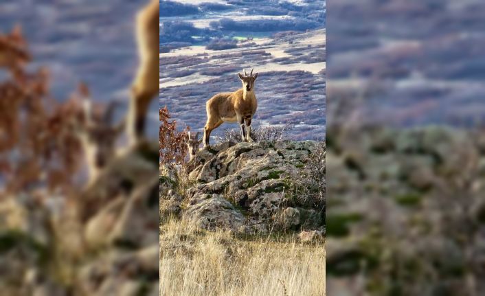 Elazığ’da koruma altında bulunan dağ keçileri görüntülendi