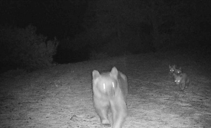 Muğla’da boz ayı, yavrularıyla görüntülendi