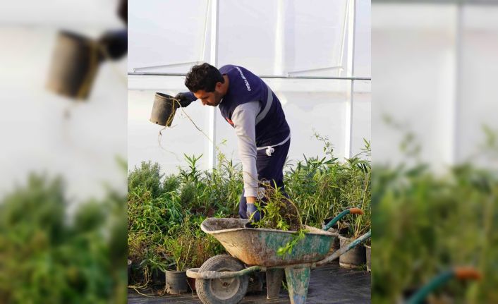 Ortaca Belediyesi kendi çiçeğini üretecek