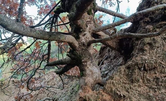 Yaşlı meşe ağacı ilgi odağı oldu