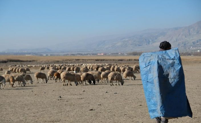 Zemheri ayında güneşli hava, küçükbaş hayvanları yeniden meralara çıkardı