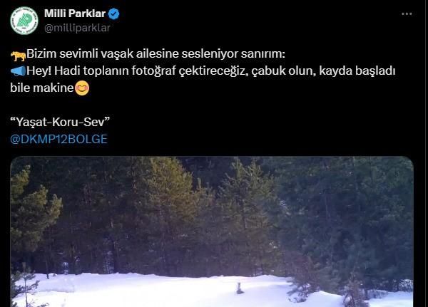 ’Ailesine seslenen’ vaşak, fotokapana yansıdı