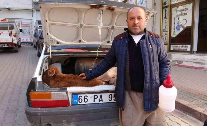 Arabasının bagajında veterinere götürdüğü buzağısının tedavisi bitene kadar başından ayrılmadı