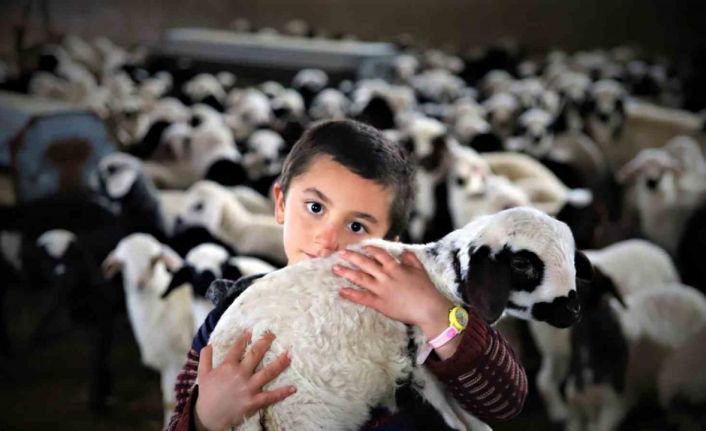 Bayburt’ta yeni doğan kuzularla birlikte besicilerde tatlı telaş yaşanıyor