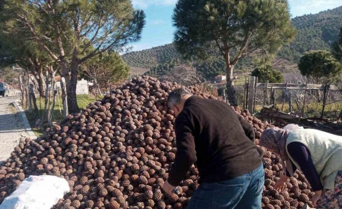 Burhaniye’de kozalak hasadı tamamlandı