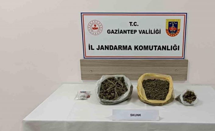 Gaziantep’te skunk operasyonu: 1 tutuklama