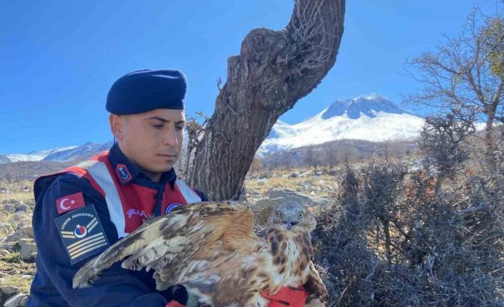 Jandarmanın yaralı bulduğu kızıl şahin tedavi altında