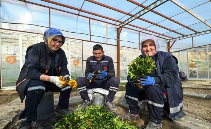 Karesi Belediyesi kendi çiçeklerini üretiyor