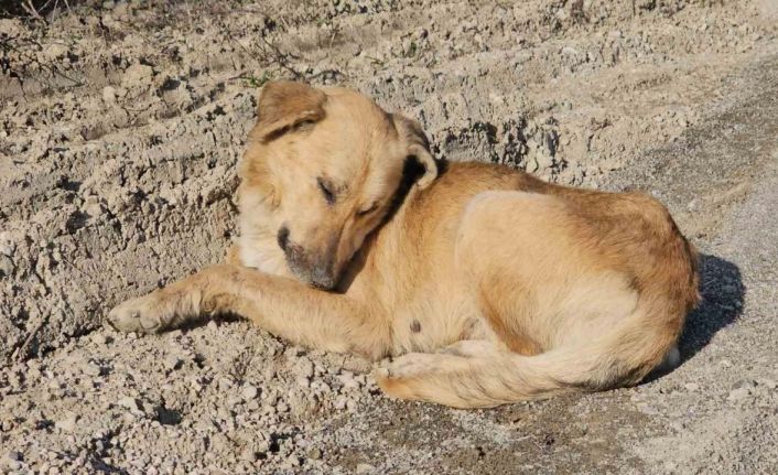 Kastamonu’da dehşet veren olay: 10 köpeği uyuşturup araziye attılar