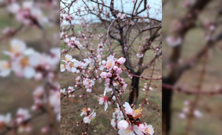 Konya’da badem ağaçları erken çiçek açtı