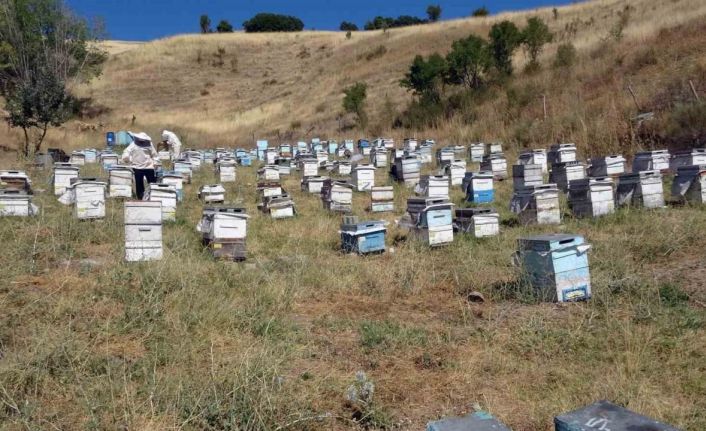 Nakliye giderleri gezgin arıcıları olumsuz etkiledi