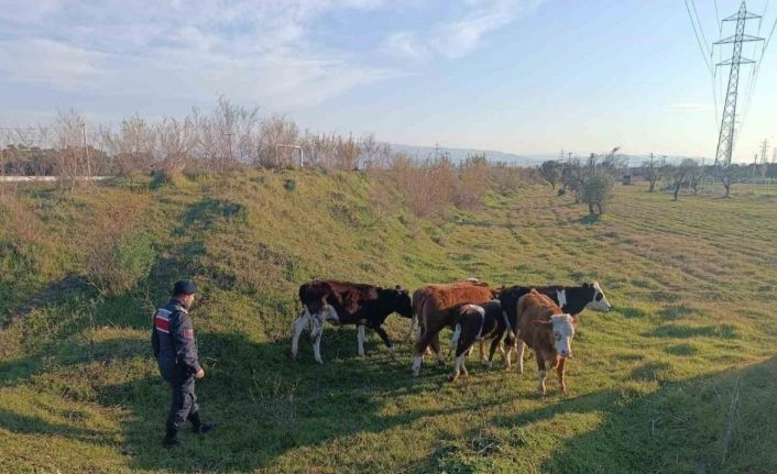 Otlarken kaybolan 6 büyükbaş hayvanı, jandarma buldu