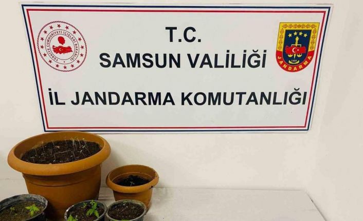 Samsun’da 40 kök kenevir, 25 gram esrar ele geçirildi