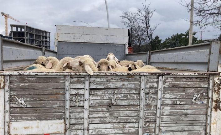 Ankara’da küçükbaş hayvan yüklü kamyon devrildi: 1 yaralı