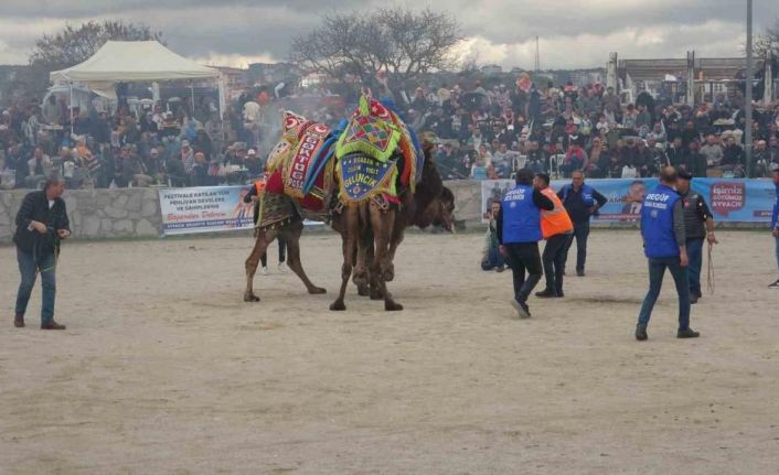 Ayvacık’ta 6. Geleneksel Deve Güreşleri Festivali düzenlendi