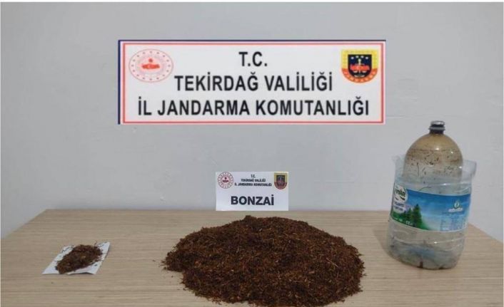 Bonzai, esrar ve tabancalar ele geçirildi