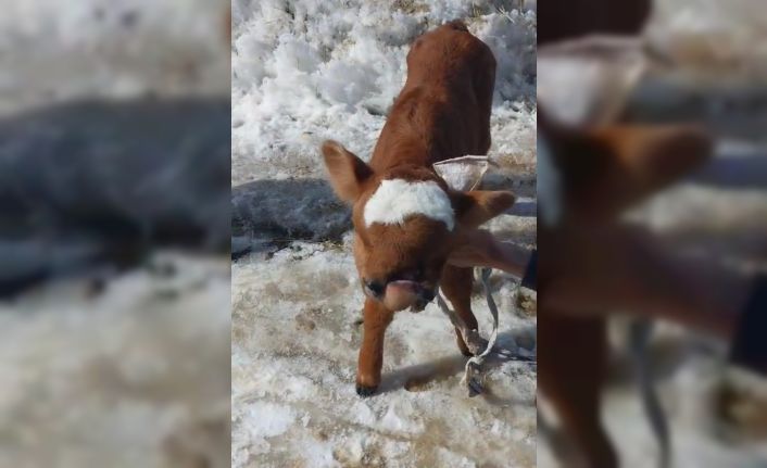 Burun ve dudağı eksik olarak doğan buzağı, biberonla besleniyor