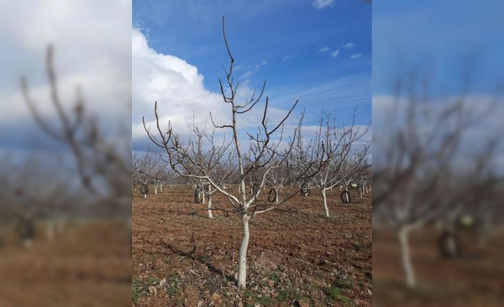 Çankırı’da meyve bahçelerinde budama eğitimi verilecek