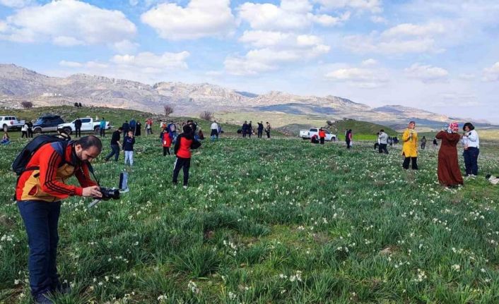 Gegrer’deki doğal nergis tarlasına ziyaretçi akını