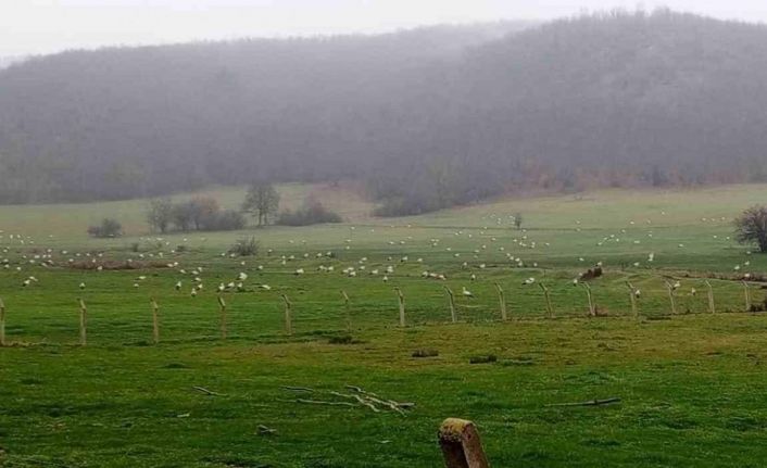 Göç eden leylekler Bilecik’te mola verdi