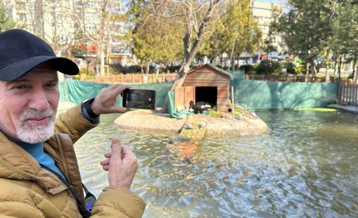 Kuğulu Park’ın yeni dünyaya gelen yavru siyah kuğularına yoğun ilgi