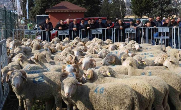 Yüzde 50 hibeli destekle çiftçiye koç ve teke veriliyor