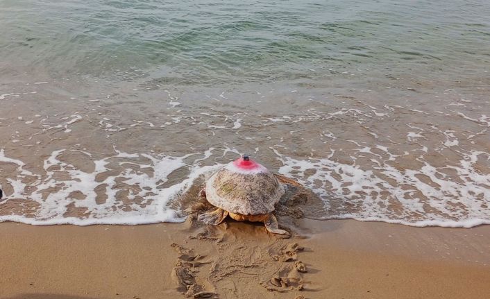 Güzel İzmir isimli caretta soluğu Mısır’da aldı