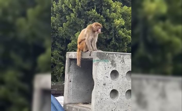 İstanbul’da firari maymun görenleri şaşkına çevirdi