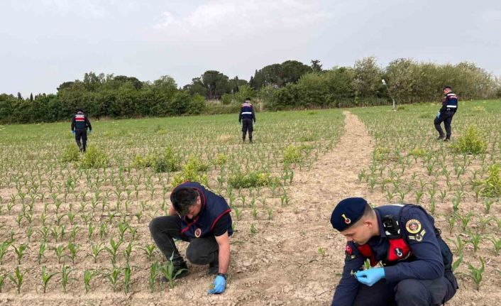 Manisa’da mısır tarlasına ekilen kenevirler ele geçirildi