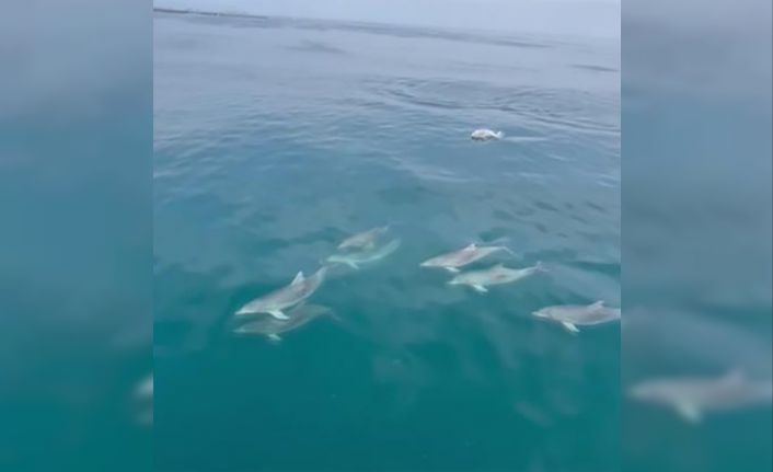 Sinop’ta yunusların dansı görsel şölen oluşturdu