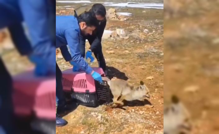 Tedavisi tamamlanan tilki doğaya salındı