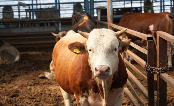 Adana’da kurbanlık fiyatları belli oldu