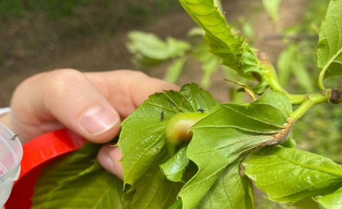 Arıcılık faaliyetlerini etkiliyor