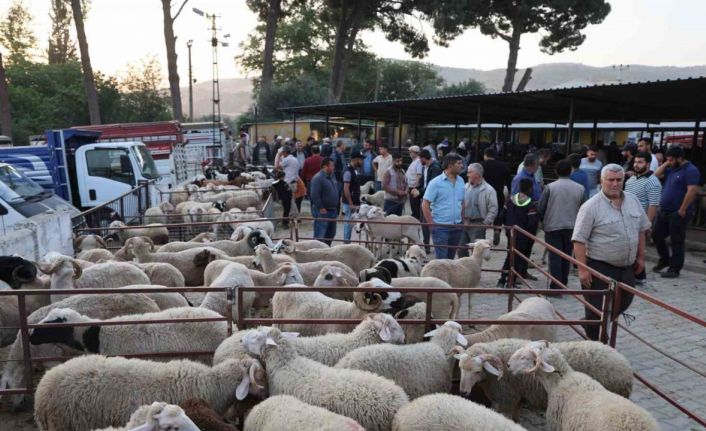 Aydın’da kurbanlıklar pazara indi