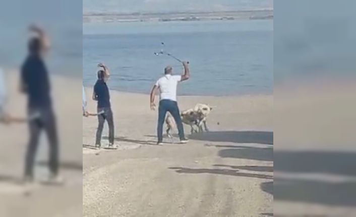 Başı boş köpeklerin kavgasını vatandaşlar sopa ile ayırdı