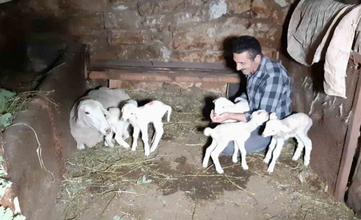 Bolu’da bir koyun seferde beşiz doğurdu