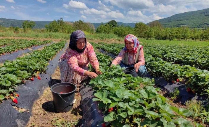 Çilek köyünde hasat başladı