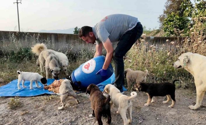 Efeler Belediyesi, sokak hayvanları için çalışmalarını sürdürüyor