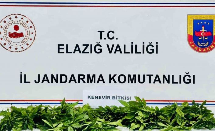 Elazığ’da 158 kök kenevir ele geçirildi