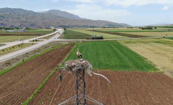 Elazığ’daki köy, 10 leylek yuvasına ev sahipliği yapıyor