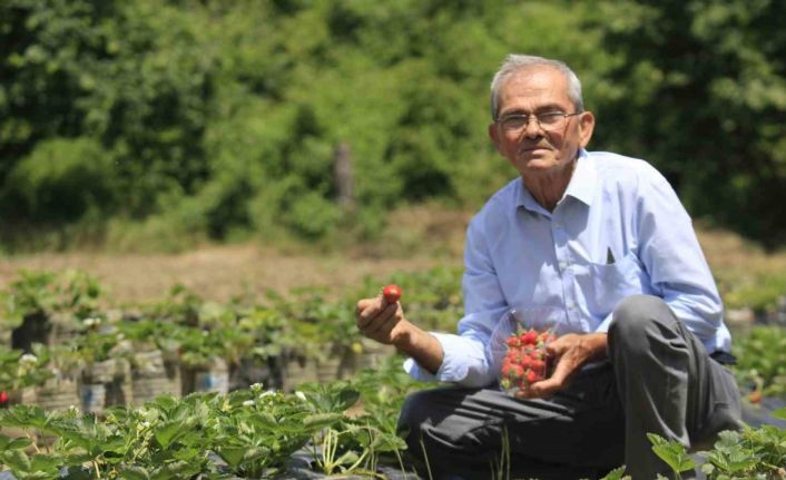 Hobi amaçlı başladığı çilek yetiştiriciliği emekli madencinin  gelir kapısı oldu