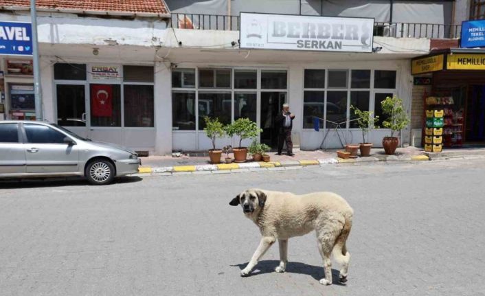 Kapadokya’da sokak köpekleri turizmi de etkiliyor