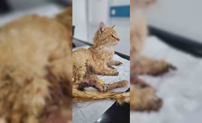 Kayseri’de bacakları kesilmiş bir kedi bulundu