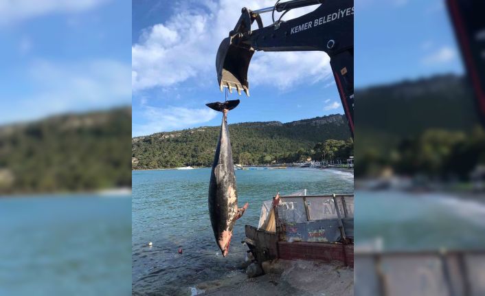 Kemer’de ölü yunus balığı sahile vurdu